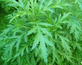 Artemisia annua traitement sûr et sans effets secondaires contrairement à la chimiothérapie