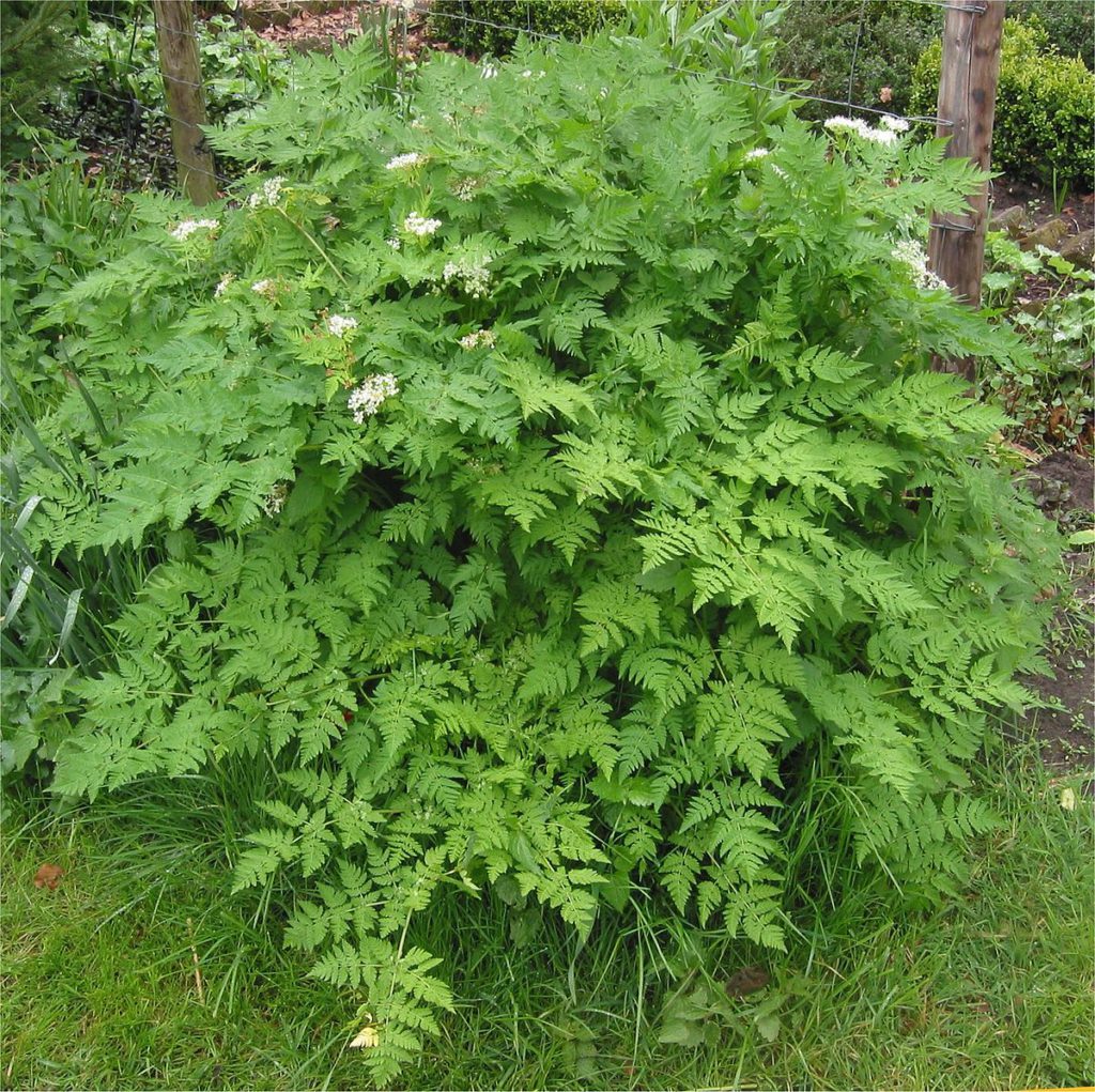 L’artemisia annua bio armoise annuelle: La super-plante contre les parasites, la maladie de Crohn et contre le cancer