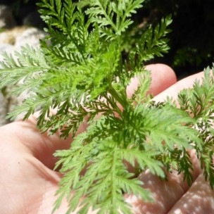 Artemisia annua bio du laboratoire Biologiquement
